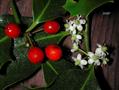 Ilex Aquifolium